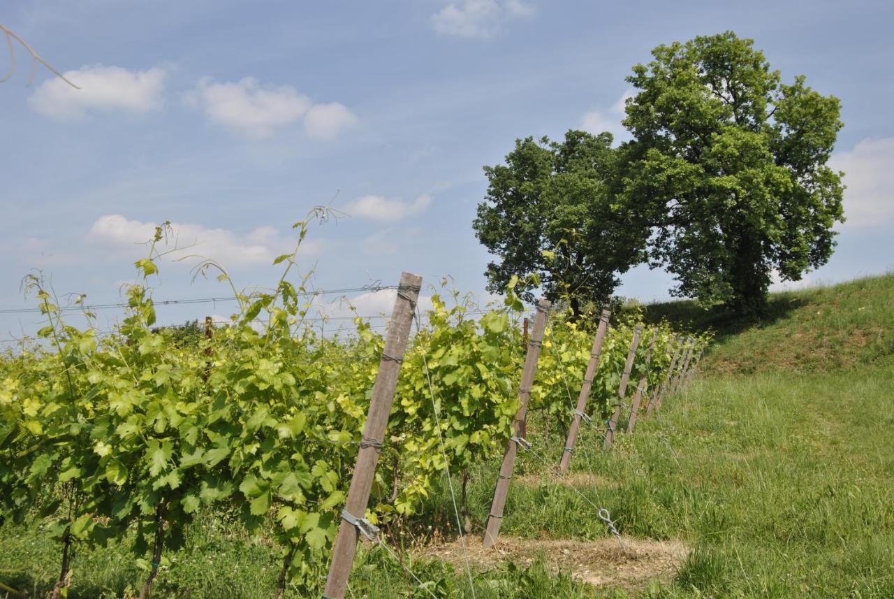 Seiterre Tenuta San Leone